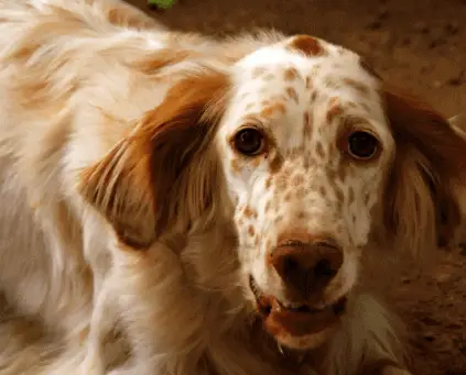 English Setter