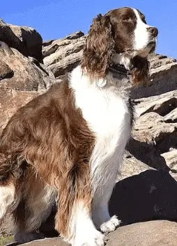 English Springer Spaniel