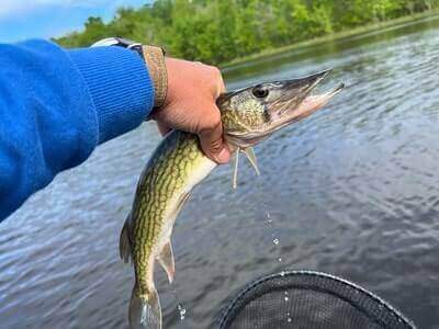 Fishing Chain Pickerel Ideas