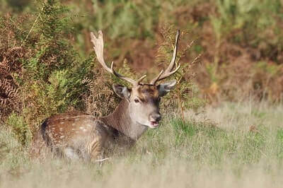 Fallow Deer Hunting Ideas