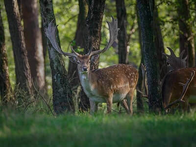 Fallow Deer Hunting Tips