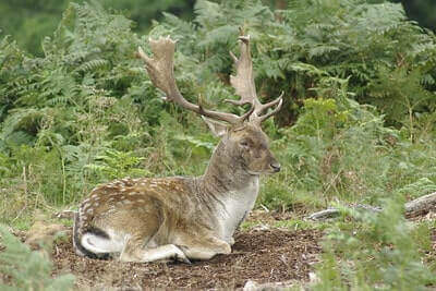 Fallow Deer Hunting Tricks