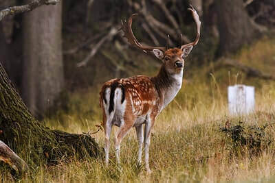 Fallow Deer Hunting