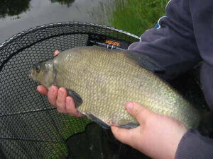 How To Catch Bream