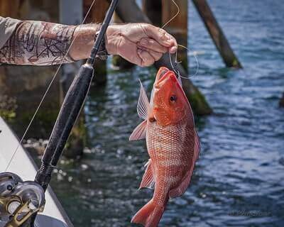 Fishing Red Snapper