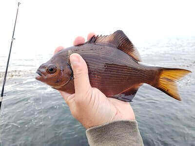 Fishing Surf Perch