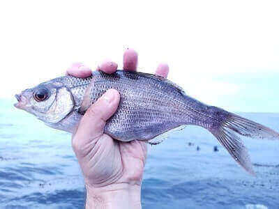 Fishing Surfperch