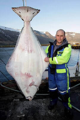 Halibut Fishing For Beginners