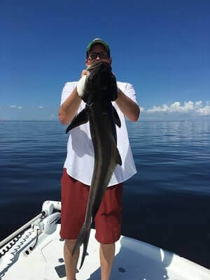 How To Catch Cobia