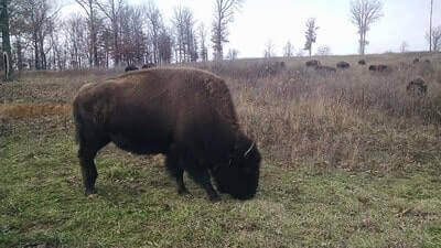 How To Hunt Bison