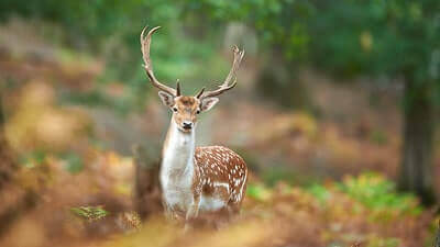 How To Hunt Fallow Deer