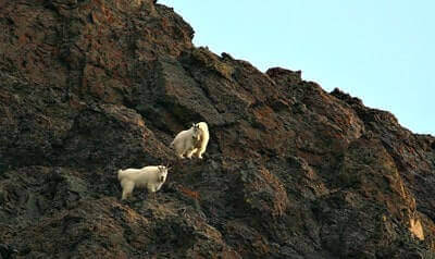 How To Hunt Mountain Goats