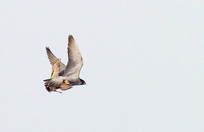How To Hunt Teal