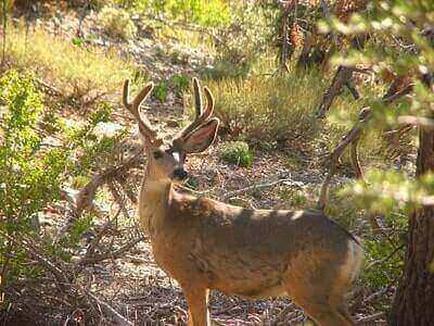 How To Scout The Hunting Ground