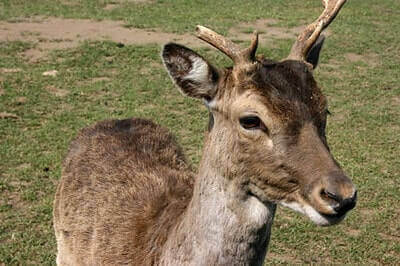 How To Tan A Deer Hide