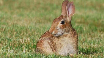 How To Tan A Rabbit Hide