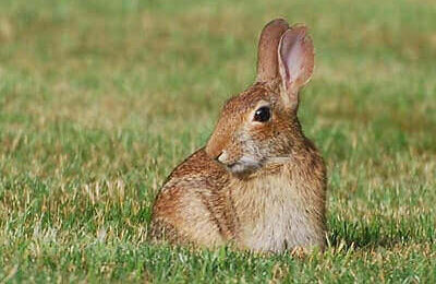 How To Tan A Rabbit Hide