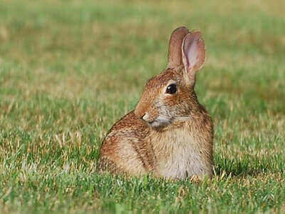 How To Tan A Rabbit Hide