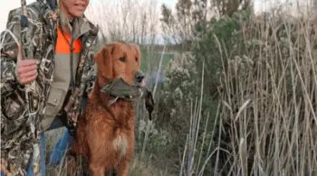 How To Train Your Hunting Dog