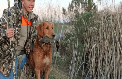 How To Train Your Hunting Dog