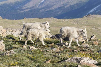 Hunt Mountain Goats