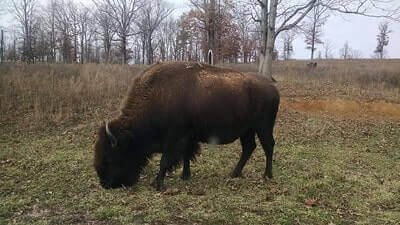 Hunting Bison Tricks