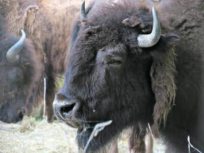 Hunting Bison