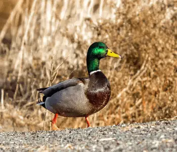 Hunting Duck Tips