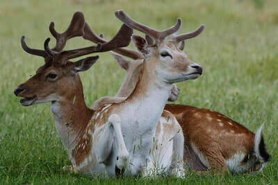 Hunting Fallow Deer Ideas