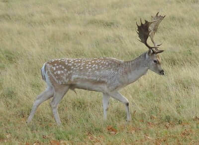 Hunting Fallow Deer Tips