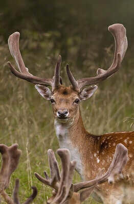 Hunting Fallow Deer Tricks