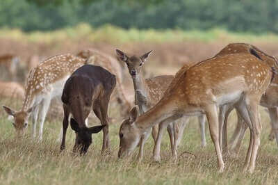 Hunting Fallow Deer