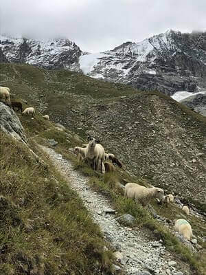 Hunting Mountain Goats