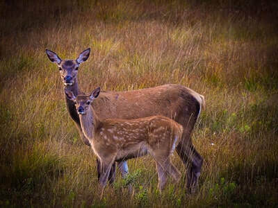 Hunting Red Deer Ideas