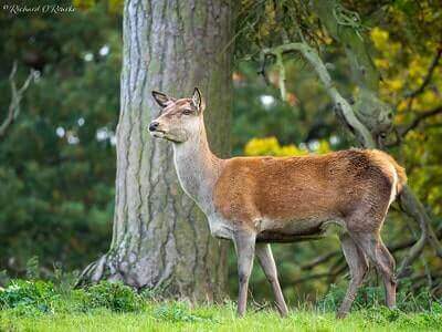 Hunting Red Deer Tips