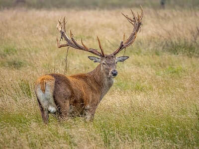 Hunting Red Deer Tricks