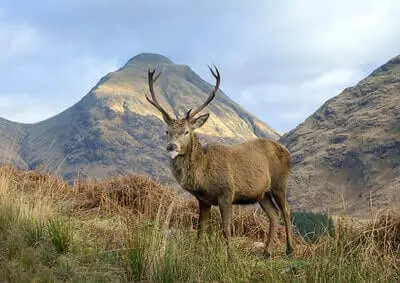 Hunting Red Deer