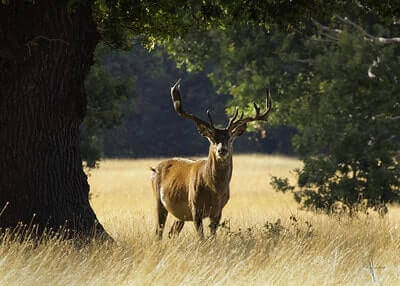 Hunting Red Stag