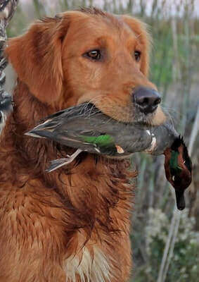 Hunting Teal Hacks