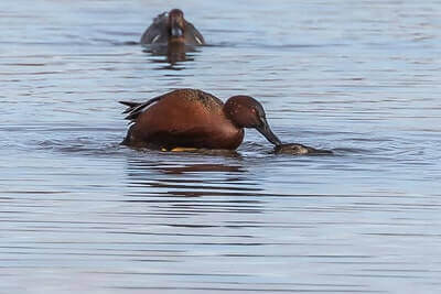 Hunting Teal Ideas