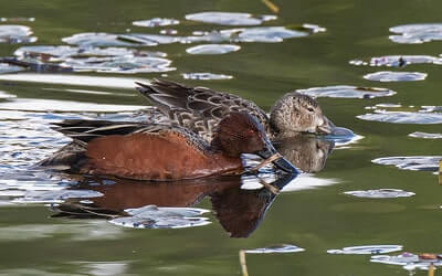 Hunting Teal