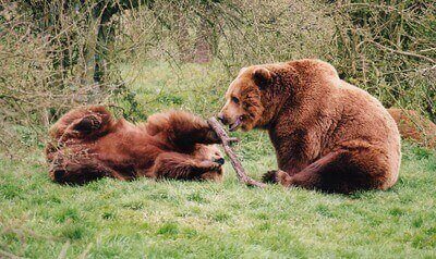 Ideas For Hunting Brown Bears