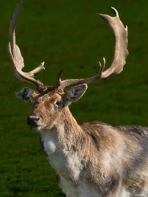 Ideas For Hunting Fallow Deer