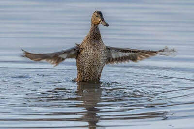 Ideas For Hunting Teal