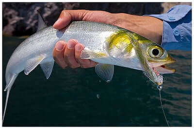 Ideas For Ladyfish Fishing