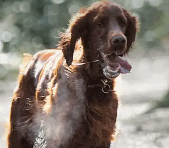 Irish Setter