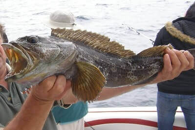 Lingcod Fishing Tips