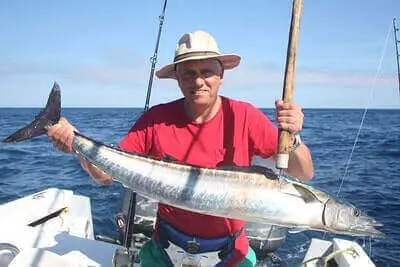 Mackerel Fishing For Beginners