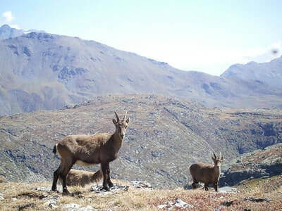 Mountain Goat Hunting Ideas