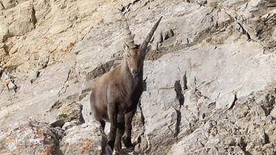 Mountain Goat Hunting Tips